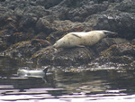 Harbour Seal